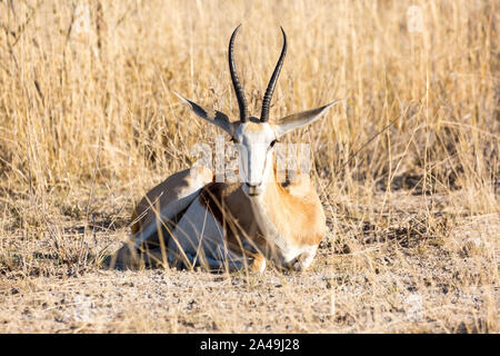 Un unico springbok giacente in erba e guardando nella telecamera, Etosha, Namibia, Africa Foto Stock