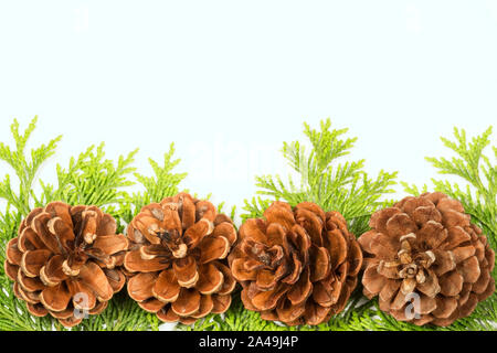 Pigne isolati su sfondo bianco Foto Stock