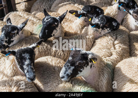 Bentham bestiame mercato asta a Bentham nel Nord Yorkshire Dales Foto Stock