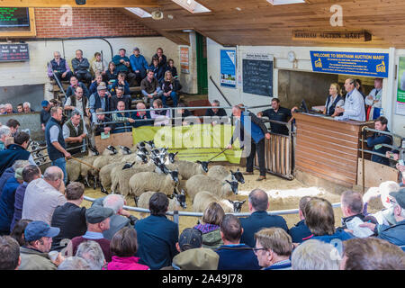 Bentham bestiame mercato asta a Bentham nel Nord Yorkshire Dales Foto Stock