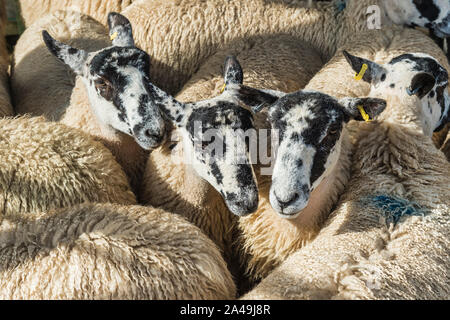 Bentham bestiame mercato asta a Bentham nel Nord Yorkshire Dales Foto Stock