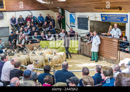 Bentham bestiame mercato asta a Bentham nel Nord Yorkshire Dales Foto Stock