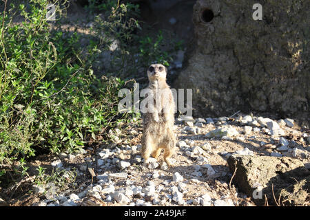 Meerkat al Port Lympne Wild Riserva Animale Foto Stock