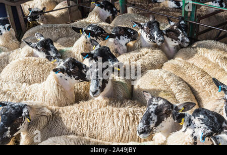 Bentham bestiame mercato asta a Bentham nel Nord Yorkshire Dales Foto Stock