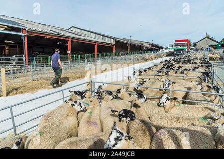 Bentham bestiame mercato asta a Bentham nel Nord Yorkshire Dales Foto Stock