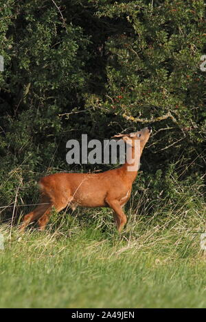 Capriolo, UK. Foto Stock