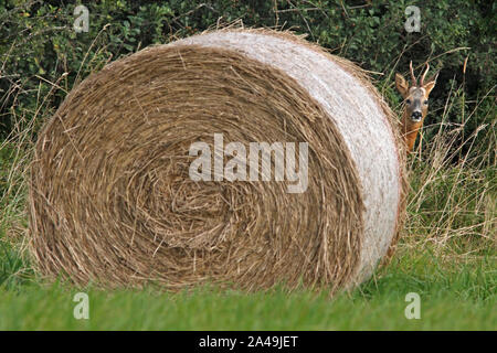 CAPRIOLO (Capreolus capreolus) che guarda fuori da dietro una balla di paglia, Scozia, Regno Unito. Foto Stock