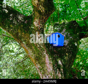 Blue Birdhouse nella forcella dell'albero Foto Stock