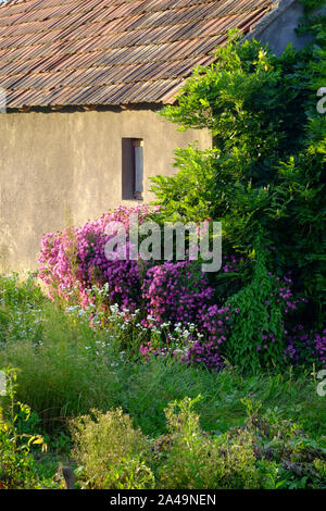 Fiori e cespugli circondano una cucina estiva dependance nel giardino di un villaggio rurale proprietà Zala county Ungheria Foto Stock