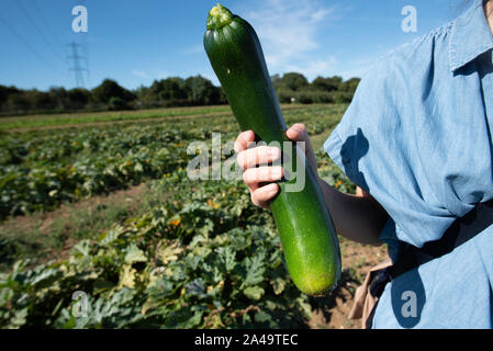 Kent, Regno Unito - 15 Settembre 2019: una donna tiene un zucchine grandi - noto anche come le zucchine o estate squash - ha appena prelevato. Foto Stock