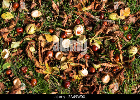 Conkers sul terreno al di sotto di un cavallo castagno in autunno Foto Stock