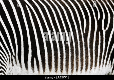 Close up dettaglio del bianco e del nero strisce della zebra Pelle per fare un sfondo astratto Foto Stock