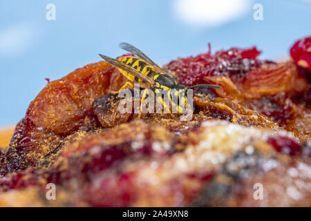 Il tedesco Wasp alimentare sulla torta di prugne Foto Stock