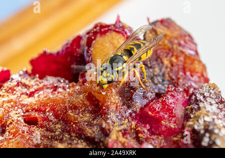 Il tedesco Wasp alimentare sulla torta di prugne Foto Stock