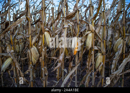 Wisconsin mais campo pronto per la mietitura nel mese di ottobre Foto Stock