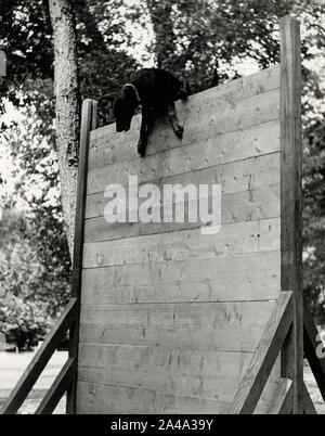 Dobermann Pinscher cane strisciando il ostacolo durante la formazione degli anni cinquanta Foto Stock