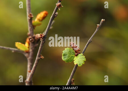 La betulla nana (Betula nana) con amenti di maturazione. Foto Stock