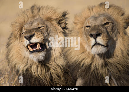 Ritratto di due belle lions maschio (panthera leo) nella luce del sole di mattina in Savuti, Chobe NP, Botswana Foto Stock