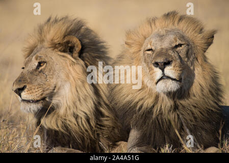 Ritratto di due belle lions maschio (panthera leo) nella luce del sole di mattina in Savuti, Chobe NP, Botswana Foto Stock