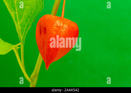 Il cinese lanterna Fiore Foto Stock