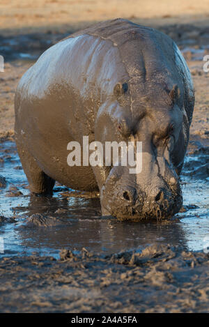 Maschio di Ippona (ippopotamo) completamente coperto di fango in NP MOREMI Khwai (), Botswana Foto Stock