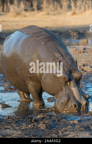 Maschio di Ippona (ippopotamo) completamente coperto di fango in NP MOREMI Khwai (), Botswana Foto Stock