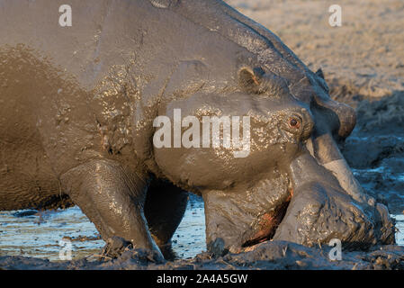 Maschio di Ippona (ippopotamo) completamente coperto di fango in NP MOREMI Khwai (), Botswana Foto Stock