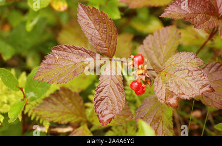 Rubus saxatilis, comunemente chiamato pietra rovo, con frutti. Foto Stock