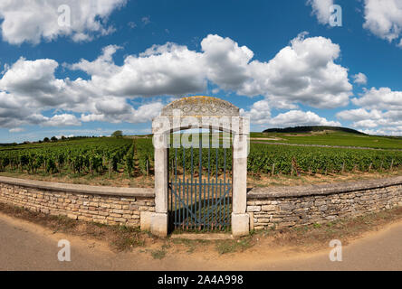 Vigneto gateway, Cote de Beaune, Borgogna, Norvegia. Foto Stock