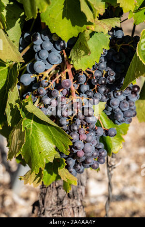 Rosso uva sulla vite, Cote de Ventoux, Bedoin, Francia Foto Stock