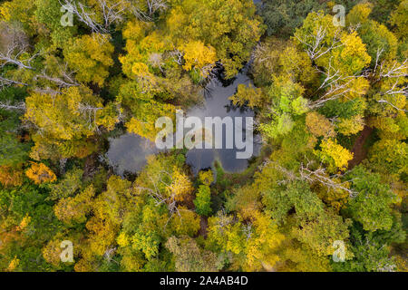 Riprese aeree di un piccolo lago nel lussureggiante foresta in Rakov Škocjan, Slovenia, prese da fuco. Foto Stock
