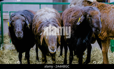 Tre le pecore mangiano fieno Foto Stock