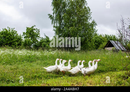 Un gregge di carino, bianco oche passeggiate lungo un percorso erboso in cerca di cibo, contro lo sfondo di capanne e alberi, su un nuvoloso giorno di estate in cou Foto Stock