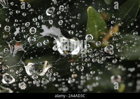 Le gocce di pioggia catturati in una ragnatela, scende come piccole perle Foto Stock