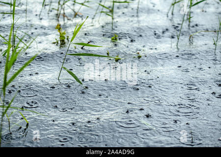 Gli spruzzi di acqua, increspature e cerchi sulla superficie di un lago con ance in condizioni di tempo piovoso in estate con spazio di copia Foto Stock