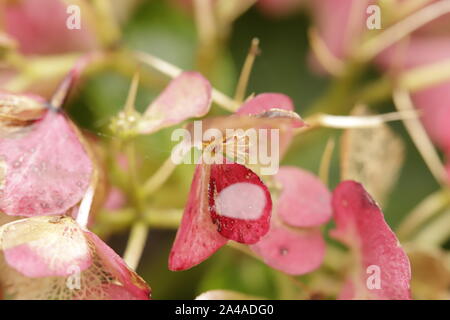 Ortensia o Hortensia colorare in autunno, diventano scheletri e le gocce di pioggia mantenerli umidi. Foto Stock