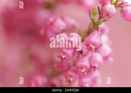 Erica colorati fiori che sbocciano in autunno Foto Stock