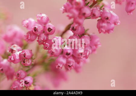 Erica colorati fiori che sbocciano in autunno Foto Stock