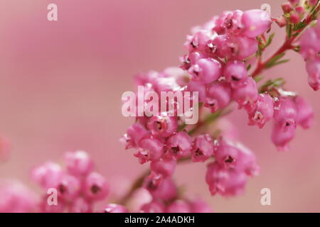 Erica colorati fiori che sbocciano in autunno Foto Stock