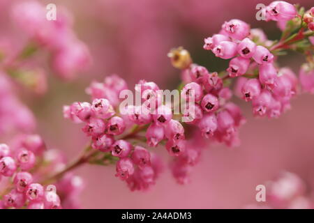 Erica colorati fiori che sbocciano in autunno Foto Stock