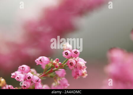 Erica colorati fiori che sbocciano in autunno Foto Stock