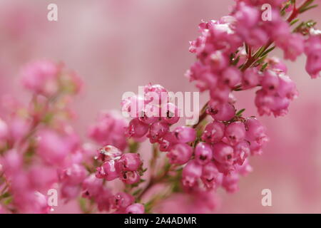 Erica colorati fiori che sbocciano in autunno Foto Stock