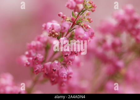 Erica colorati fiori che sbocciano in autunno Foto Stock