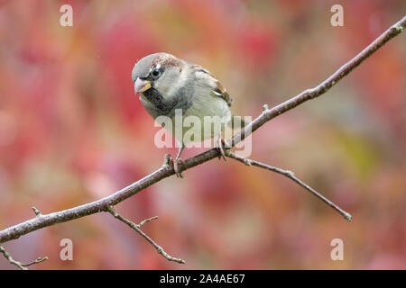 Maschio Nonbreeding casa passero - passer domesticus - arroccato sul ramo in autunno - Scozia, Regno Unito Foto Stock