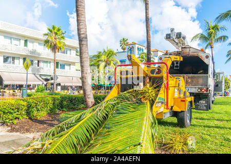 Miami, Stati Uniti d'America - Settembre 09.09.2019: Taglio palme sulla South Beach di Miami, Stati Uniti d'America Foto Stock