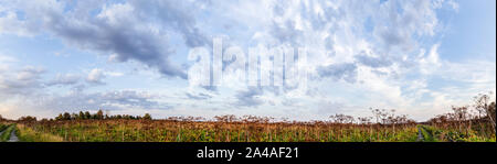 Abbandonato il campo con una gigantesca hogweed tossici (Heracleum) o vacca pastinaca, attraverso il quale una vecchia strada concreta passa, contro un cielo blu e nuvole, in Foto Stock