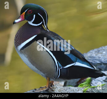 Un maschio di legno o di anatra anatra Carolina (Aix sponsa) accanto a un pool di boscose nel Parco di Stanley. Perso Laguna, Stanley Park, Vancouver, British Columbia, Canada. Foto Stock