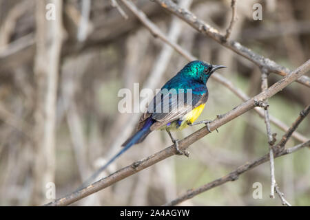 Maschio della Valle del Nilo Sunbird Foto Stock