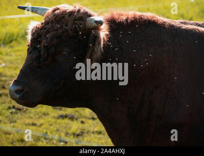 Vista laterale del bestiame dexter bull nel sole autunnale con insetti, rosso dexter bovini bull con molte mosche fastidiosi guardando nella telecamera Foto Stock
