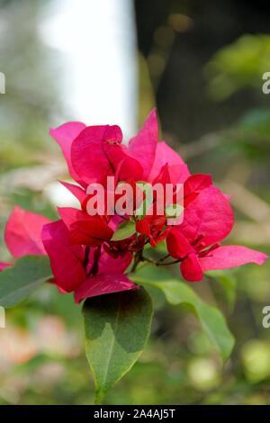 Bugainvillea spectabilis. Foto Stock